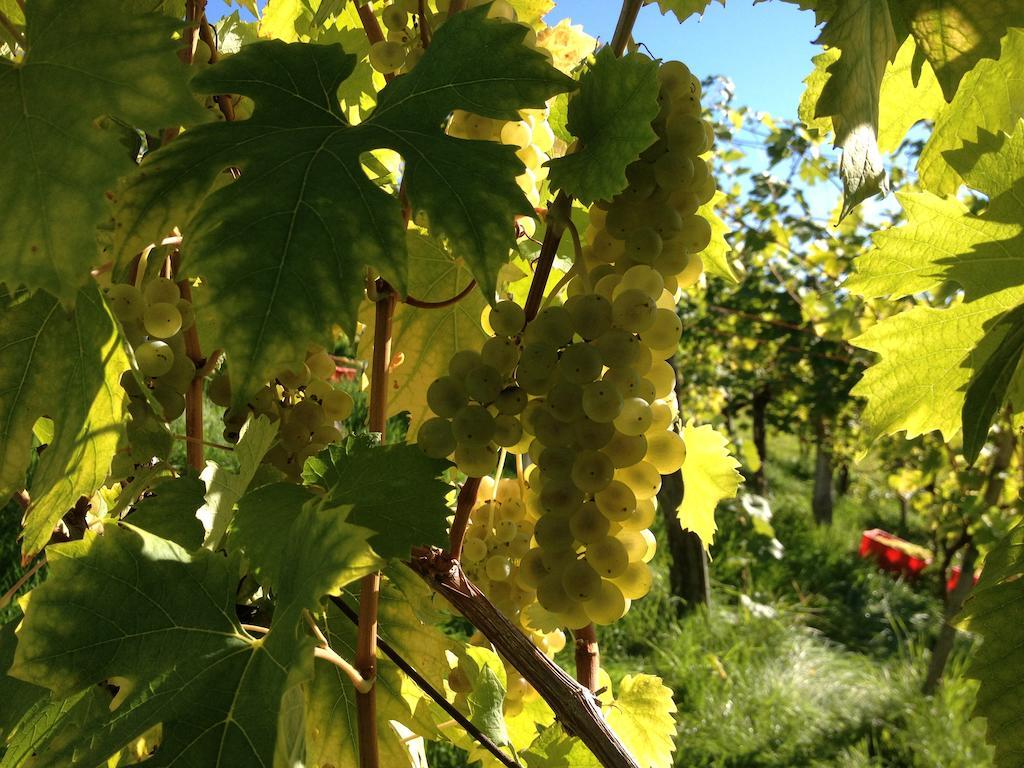 Weingut Koegl Bed and Breakfast Ratsch an der Weinstraße Εξωτερικό φωτογραφία