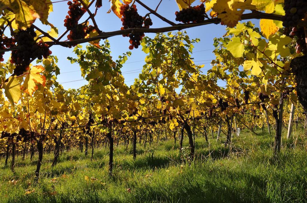 Weingut Koegl Bed and Breakfast Ratsch an der Weinstraße Εξωτερικό φωτογραφία